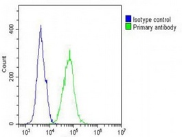IL-12RB2 Antibody