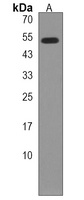 ZNF492 Rabbit Polyclonal Antibody