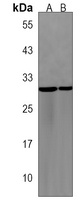 PRRG3 Rabbit Polyclonal Antibody