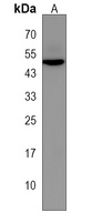 LRRC34 Rabbit Polyclonal Antibody
