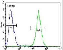 ENSA Rabbit Polyclonal Antibody
