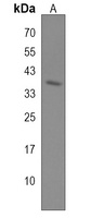 Neuroserpin Rabbit Polyclonal Antibody