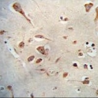 Neuroserpin Rabbit Polyclonal Antibody