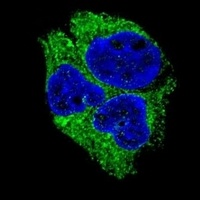 Neuroserpin Rabbit Polyclonal Antibody