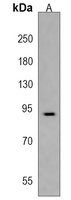 VWA3B Rabbit Polyclonal Antibody