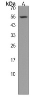 RGAG4 Rabbit Polyclonal Antibody
