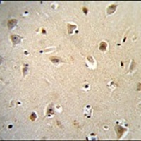 RGAG4 Rabbit Polyclonal Antibody