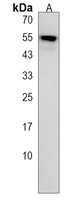 SLC43A2 Rabbit Polyclonal Antibody