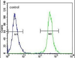 SLC43A2 Rabbit Polyclonal Antibody