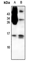 CCL1 Antibody (BSA and Azide free)