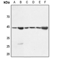 Gamma-actin-1 Rabbit Polyclonal Antibody