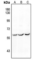 ALK1 Antibody