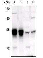 ADAR2 Antibody