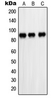 PARP1 Rabbit Polyclonal Antibody