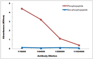 AKT (Phospho-T308) Antibody