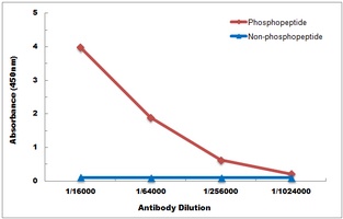 AKT (Phospho-Y315) Antibody