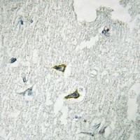 CD178 Antibody