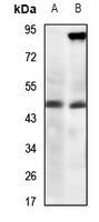 ZAG Rabbit Polyclonal Antibody