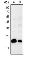 BAX Antibody