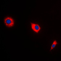 BAX Antibody