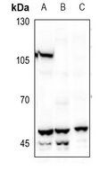 BMP3 Rabbit Polyclonal Antibody