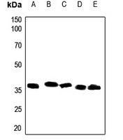 CD157 Rabbit Polyclonal Antibody