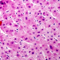 Complement C9 Rabbit Polyclonal Antibody