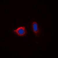 Calnexin (Phospho-S583) Antibody
