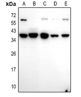 Caspase 3 Rabbit Polyclonal Antibody