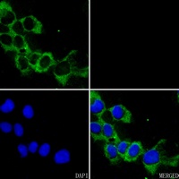 Caspase 3 Rabbit Polyclonal Antibody