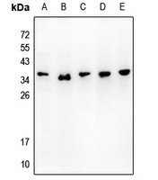 Caspase 3 p17 Rabbit Polyclonal Antibody