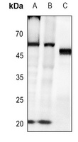 Caspase 8 (Phospho-Y380) Rabbit Polyclonal Antibody