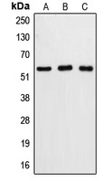 Caspase 8 Rabbit Polyclonal Antibody