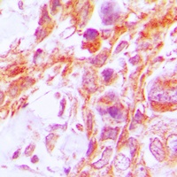 Caspase 8 Rabbit Polyclonal Antibody