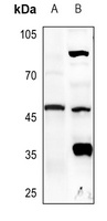 Caspase 9 Rabbit Polyclonal Antibody