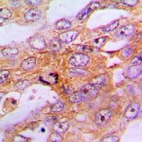 Caspase 9 Rabbit Polyclonal Antibody