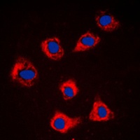 Caspase 9 Rabbit Polyclonal Antibody