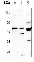 Caspase 9 Rabbit Polyclonal Antibody