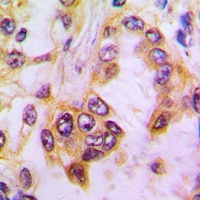 Caspase 9 Rabbit Polyclonal Antibody