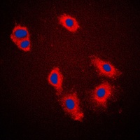 Caspase 9 Rabbit Polyclonal Antibody