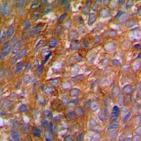 c-CBL (Phospho-Y774) Antibody