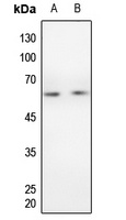 Cyclin B1 Rabbit Polyclonal Antibody