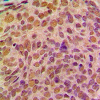 Cyclin B1 Rabbit Polyclonal Antibody
