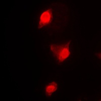 Cyclin B1 Rabbit Polyclonal Antibody