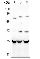 CD4 Antibody