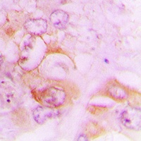 Septin 7 Rabbit Polyclonal Antibody