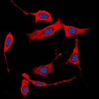 Collagen 1 alpha 2 Antibody