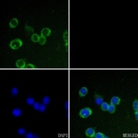 Claudin 7 Rabbit Polyclonal Antibody