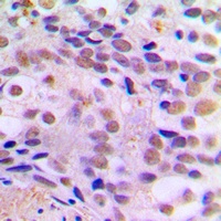 CREB (Phospho-S121) Antibody
