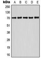 ATF2 (Phospho-S498) Antibody